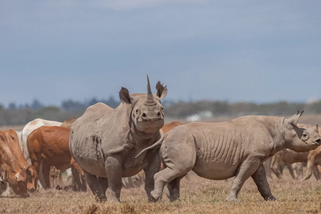Olpejeta Conservancy