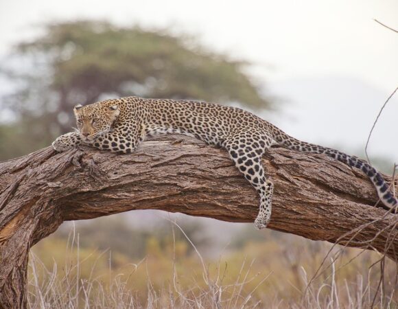 4 Days Amboseli & Tsavo West Adventure