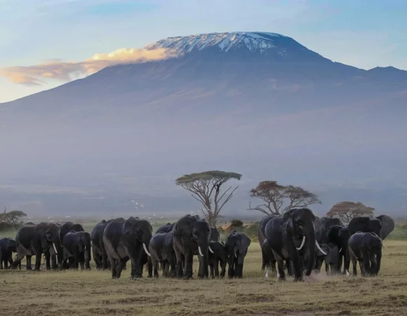 The Realm of Giants Amboseli