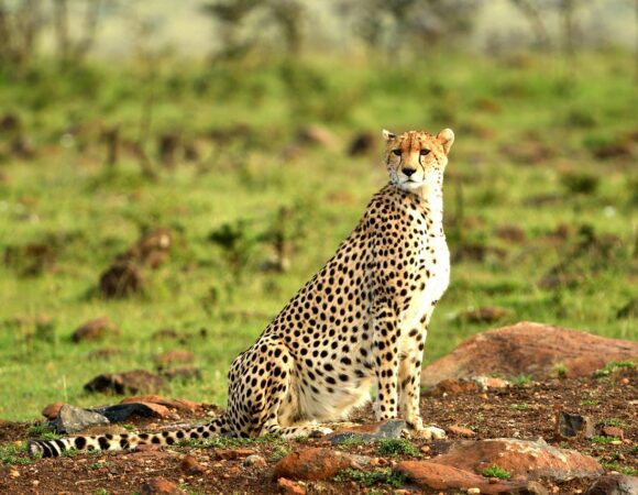 Sustainable Travel How Alipsa Ventures Supports Responsible Tourism