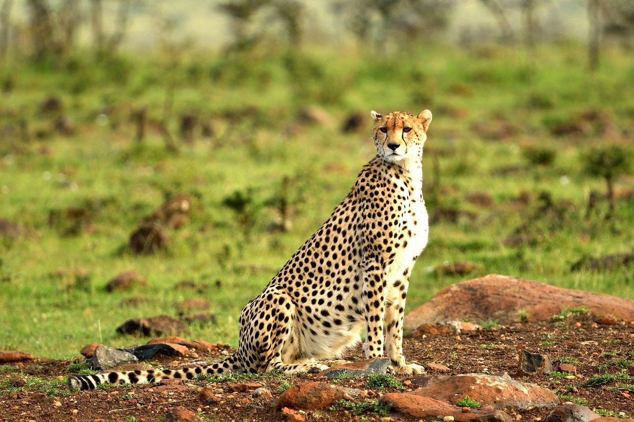 4 Days Masai Mara & Nakuru Luxury Safari