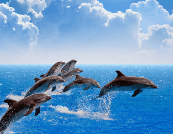 6-Day Wildlife & Beach Safari Experience