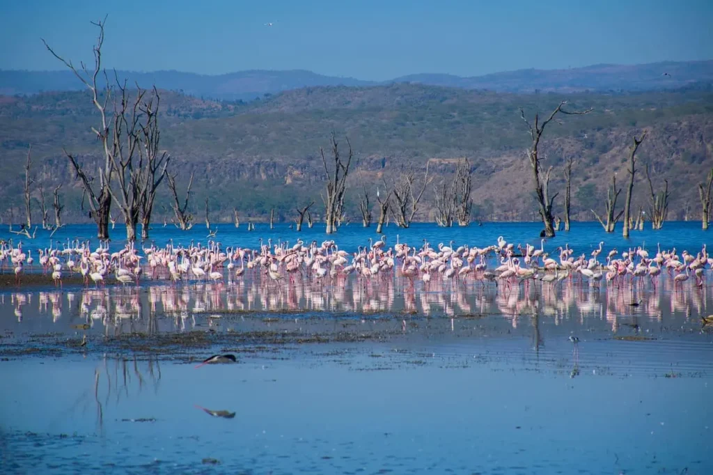 The flamingo paradise