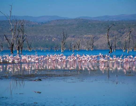 2 Days Lake Nakuru National Park