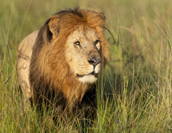 7 Days Classic Kenya Safari Adventure