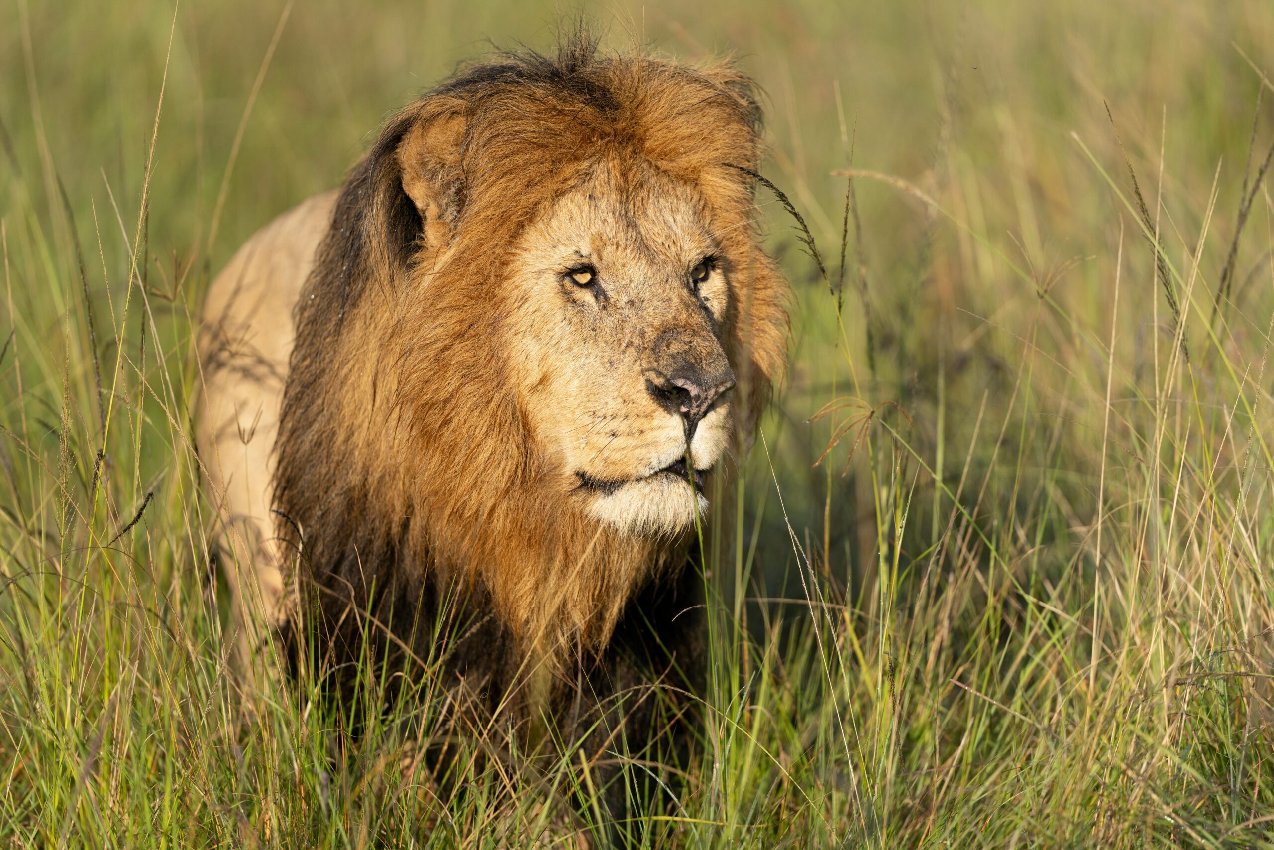 7 Days Classic Kenya Safari Adventure