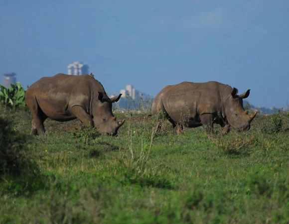 Full Day Nairobi National Park Experience