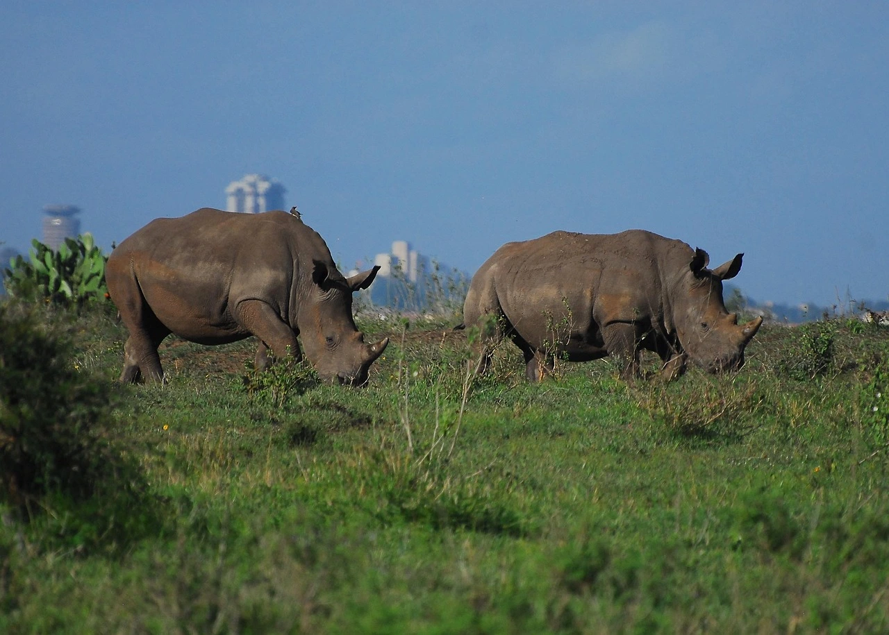 Full Day Nairobi National Park Experience
