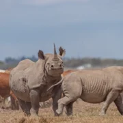 Olpejeta Rhinos