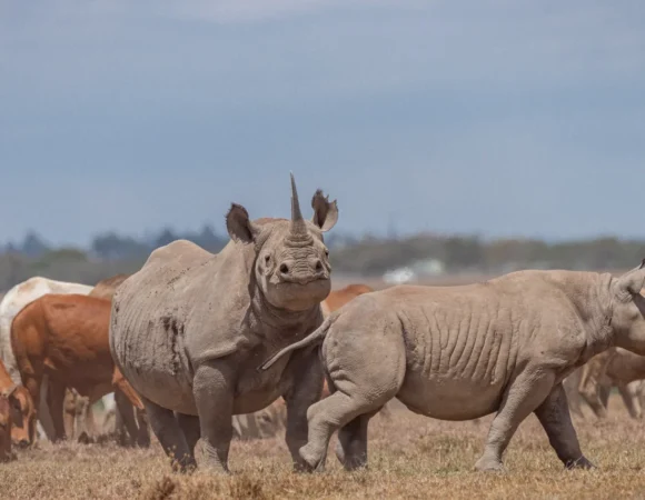 Top 5 Must-Visit Safari Destinations in Kenya & Tanzania