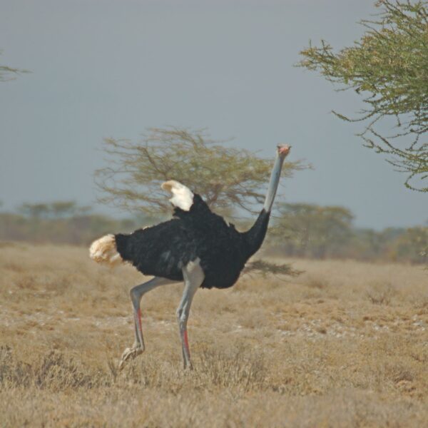 Somali-Ostrich-in-samburu-reserve