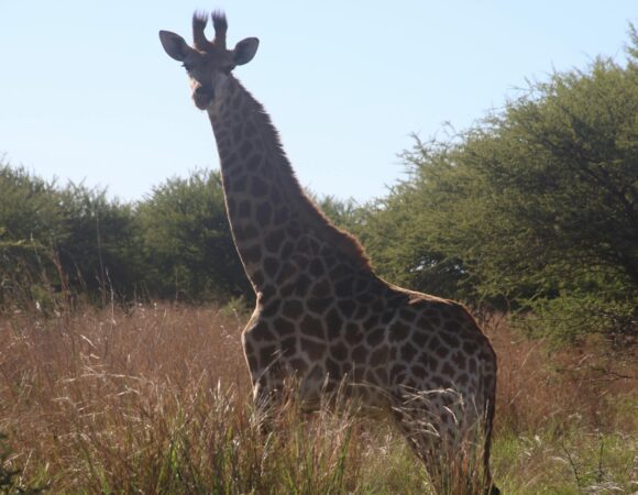 6-Day Samburu, Naivasha & Masai Mara Safari Adventure