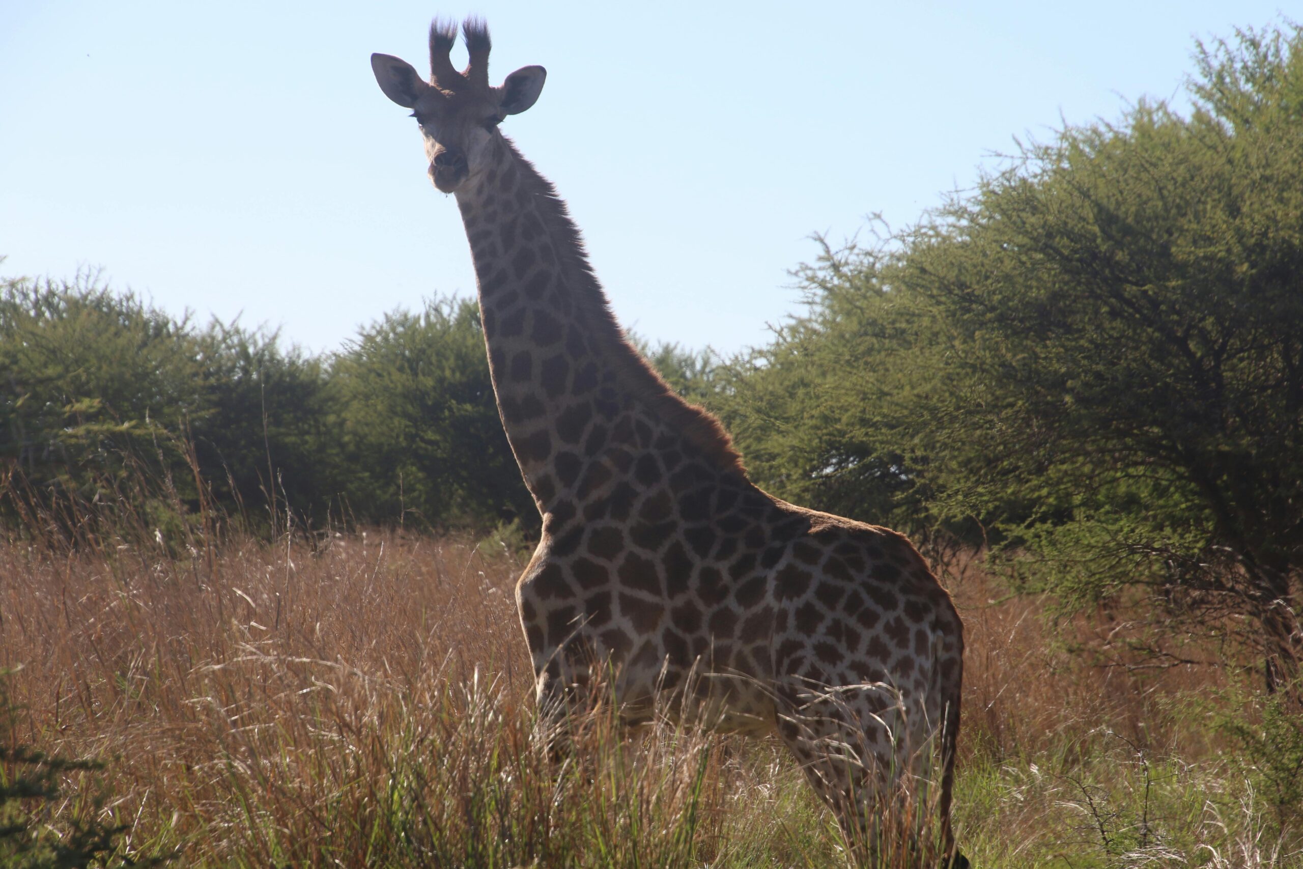 6-Day Samburu, Naivasha & Masai Mara Safari Adventure