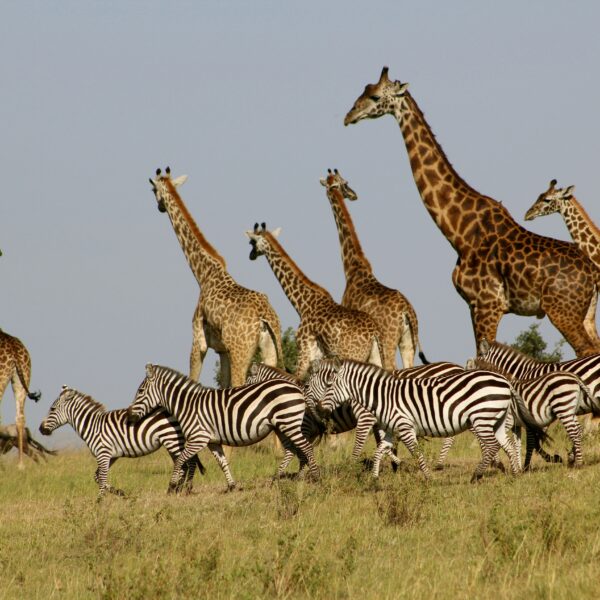 8-Day Kenya Bush & Beach Safari