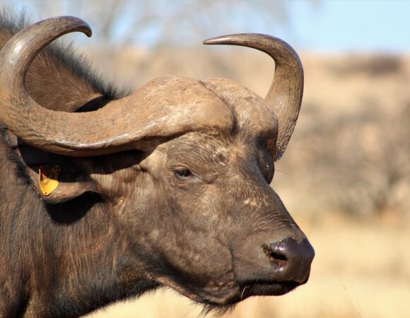 Tusks & Trails Amboseli and Tsavo National Parks