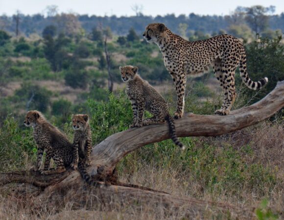 The Big 5 Kenyan Road Safari