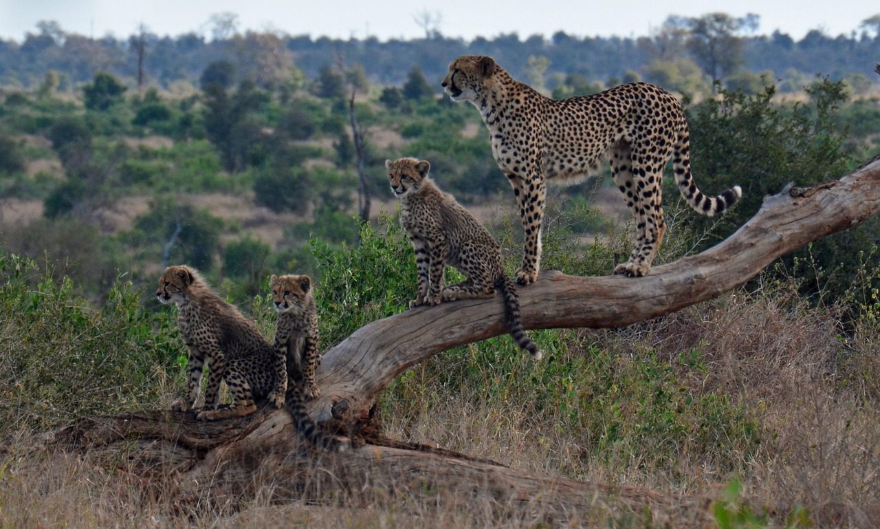 The Big 5 Kenyan Road Safari