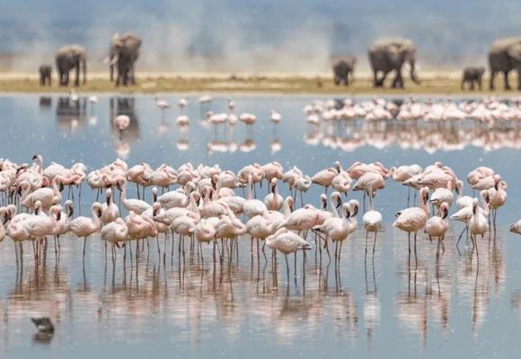 8-Day Birdwatcher’s Explorer Safari