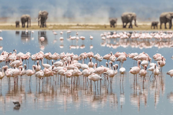 8-Day Birdwatcher’s Explorer Safari