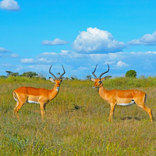 impalas-samburu-national-reserve