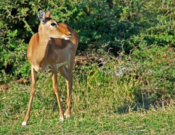 7 Days Samburu, Ol Pejeta, Lake Nakuru & Masai Mara Safari