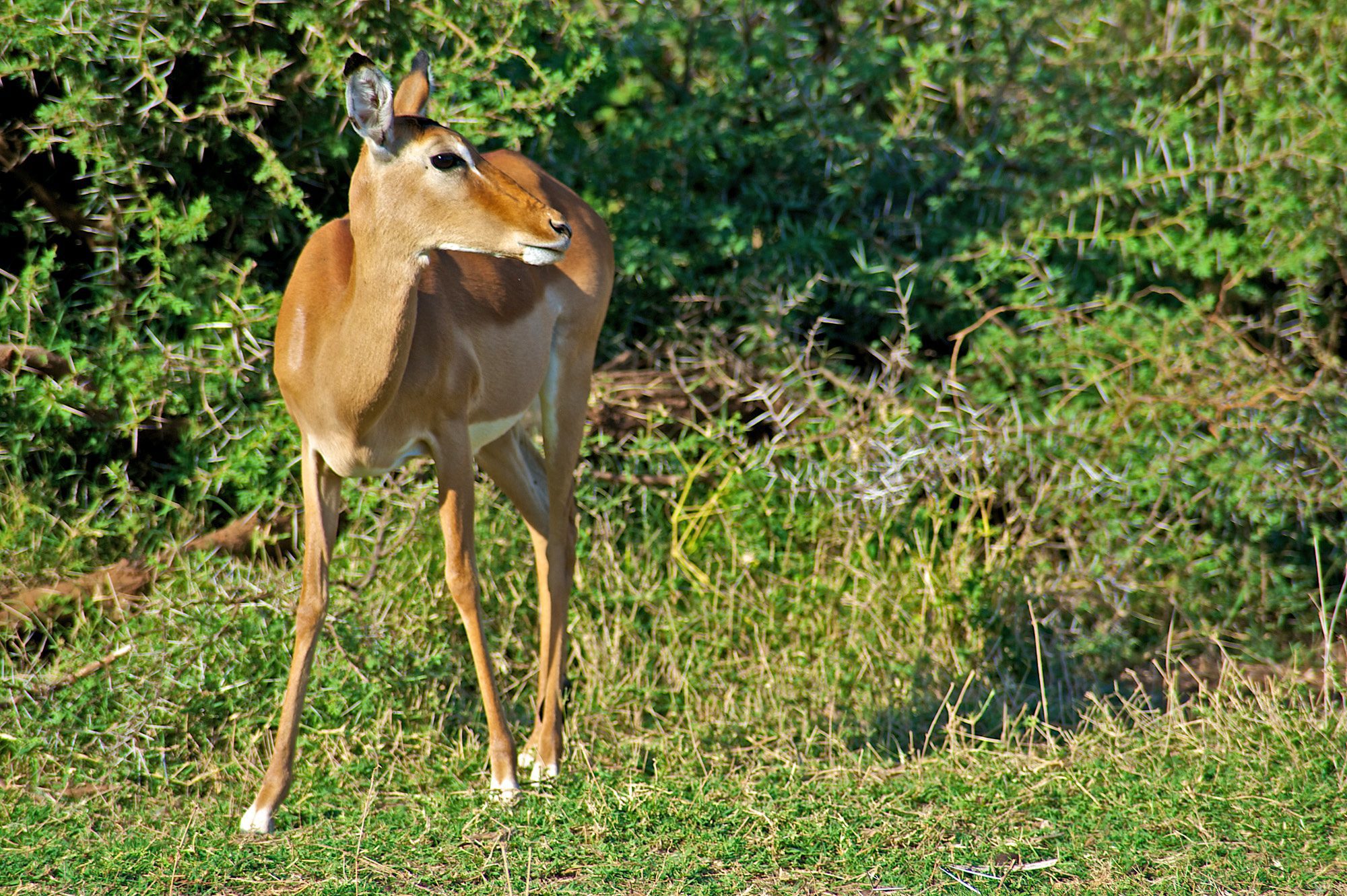 7 Days Samburu, Ol Pejeta, Lake Nakuru & Masai Mara Safari